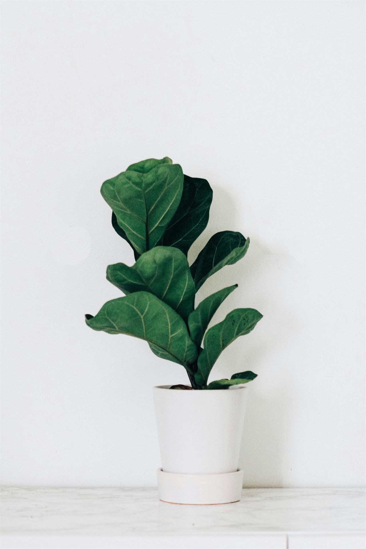Fiddle-leaf fig in a white pot
